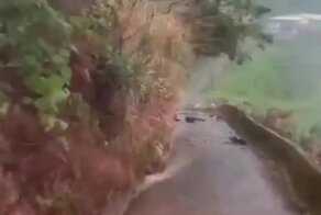 Автомобилиста спасли быстрые ноги и внимательность