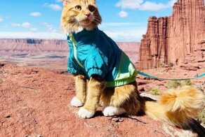 Кот ходит в походы и катается на лыжах с хозяевами
