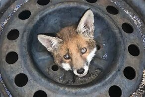 У автомастерской нашли лисят, которые застряли головами в колёсах