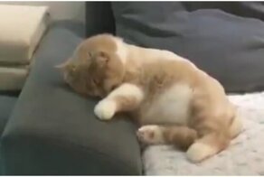 Кошка, которая мечтает стать велосипедистом