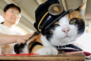 Усатые железнодорожники: станция в Японии, которой 15 лет управляют кошки