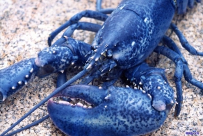 Существа странного цвета (8 фото)