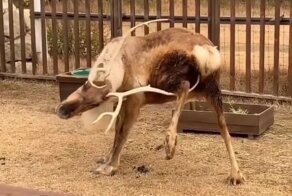 Рогатый нашёл способ почесаться