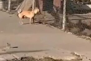  Не можешь укусить противника? Унизь его!