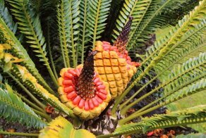 Странные растения, при виде которых хочется спросить «что это?»