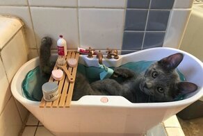 Эти хозяева явно решили победить в конкурсе “Лучший способ избаловать своего питомца”