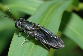 Полетаем, пожужжим? В следующем году в Омске может заработать завод по производству мух