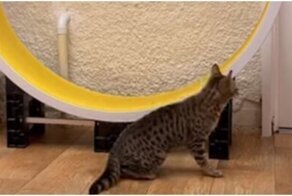 Кошка использует беговое колесо в качестве аттракциона