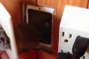 Мышонок застрял в корпусе розетки