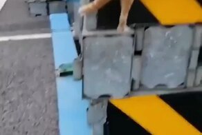 Бережная доставка котёнка домой