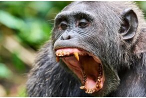 И снова здравствуйте: будет ли пандемия обезьяньей оспы?