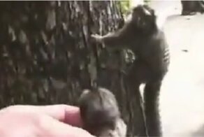 Мужчина вернул потерявшегося детеныша