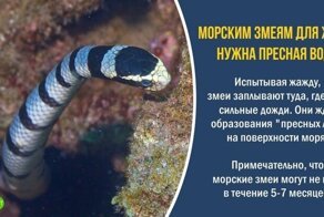 В копилку эрудита: 10 интересных фактов о змеях