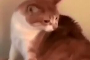 Недовольный кот против хвоста