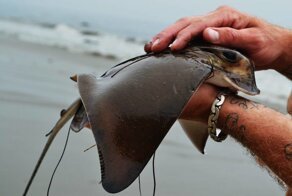 Почему в античности люди пытались лечить скатами