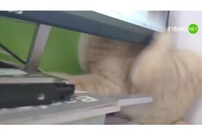 Неудачная попытка кота почесаться