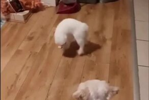 Страстное танго домашних животных