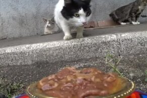 Доставка еды уличным котам
