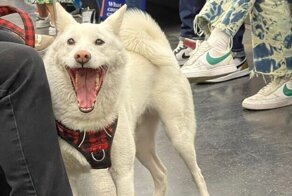 Добрая порция позитива: 20+ забавных фото с собаками