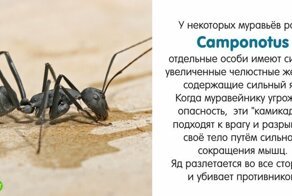 Мирмекология: малоизвестные факты о муравьях