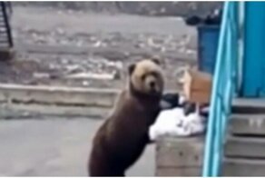 "Помойный кот": встреча мужчины с медведем в Норильске