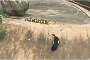 Птица учит своих птенцов спускаться в воду