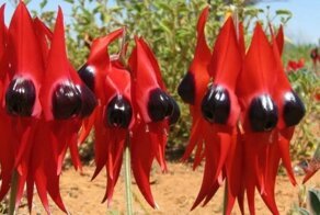 13 крайне редких продуктов, которые мало кому удавалось увидеть в своей тарелке