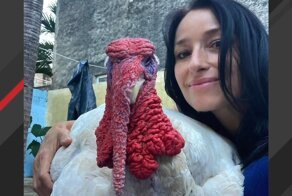 Девушка купила индейку на обед, но та стала ей верным другом