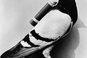 Птица мира на страже мира