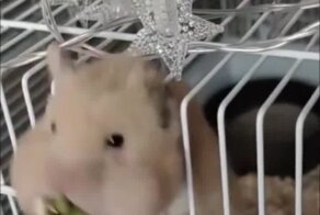  Жадность до добра не доведёт