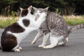 17 работ японского фотографа, который лучше всех в мире умеет снимать уличных котов