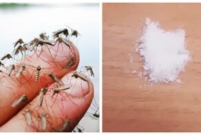 Как легко и быстро избавиться от комаров