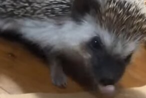 Как сдуваются ёжики