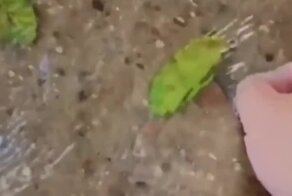 Идеальная маскировка смартфона