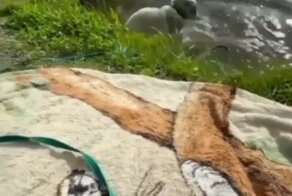 Неуклюжий пёс и водные процедуры