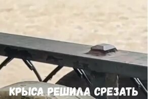 Крыса устроила переполох в парке для собак
