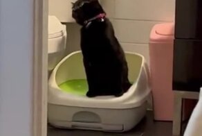 У кота выдался трудный день