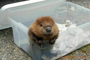 16 умилительных снимков бобрят, которые вызывают улыбку и поднимают настроение