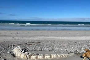 На пляже обнаружили огромный скелет загадочного существа