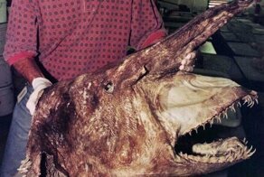 17 увлекательных изображений диковинных находок