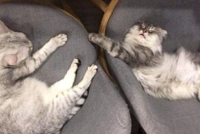 Круче одного кота, может быть только несколько котов