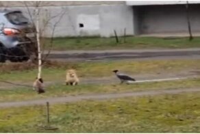 Задиристая ворона мешает кошкам уединиться