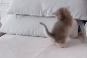 Санитар, здесь раненый!