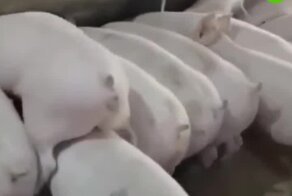 Поросёнок поступил по-свински