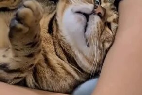 Кот жалуется на жизнь