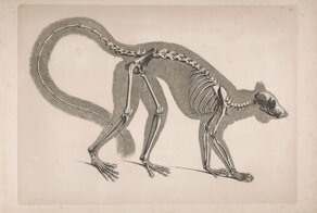 Рисунки скелетов животных из журнала XIX века