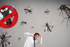 Цвета, беременность и углекислый газ: кого чаще достают летающие «кровососы»?