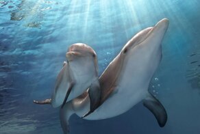 Встретились как-то два дельфина: какие диалекты существуют среди дельфинов