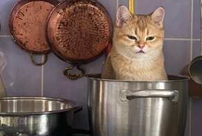 20 снимков котов, обнаруженных там, где их меньше всего ожидали застать