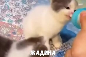 Маленький котенок не хочет делиться молоком с собратьями